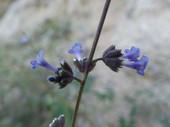 Hyptis collina