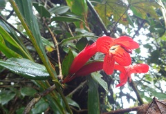 Aeschynanthus rhododendron
