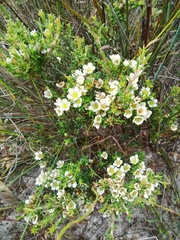 Diosma aspalathoides