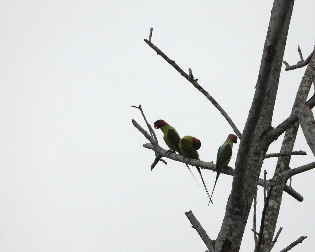 Long-tailed Parakeet (Psittacula longicauda)
