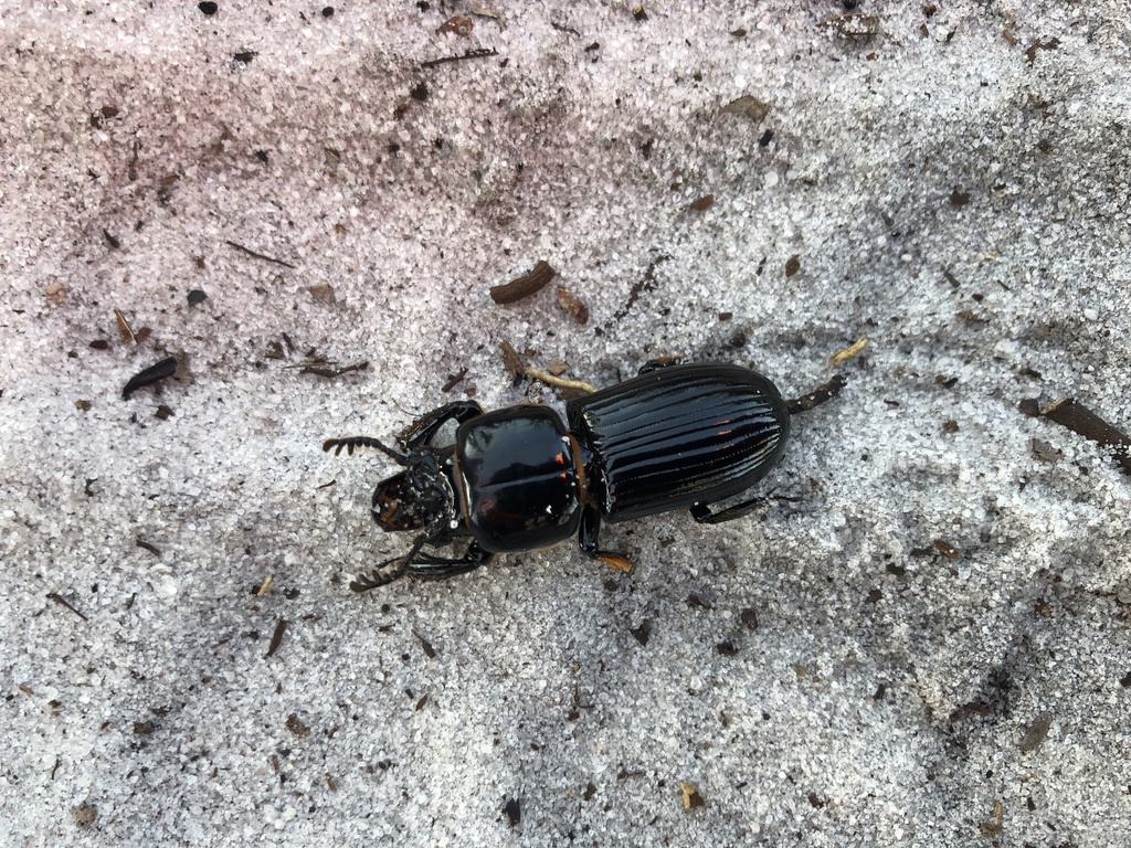 Odontotaenius floridanus from Frostproof, FL, US on October 24, 2019 at ...