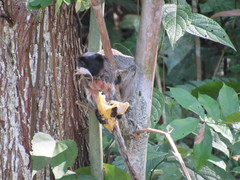 Saguinus imperator imperator