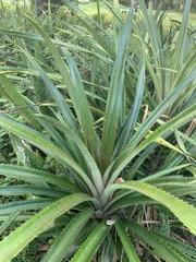 Ananas comosus bracteatus