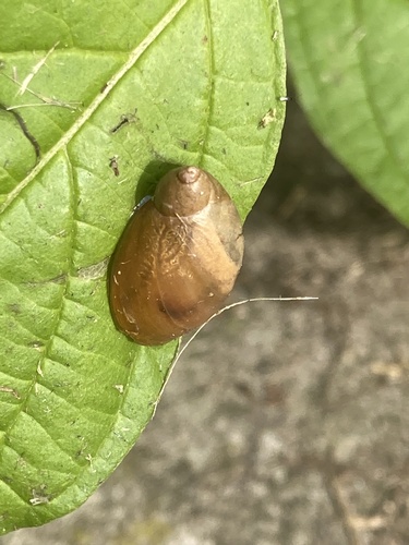Common European Ambersnail, Park de Wezenlanden, Zwolle, Overijssel, NL, photo 6 of 10