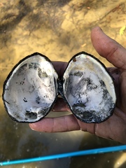 Glebula rotundata