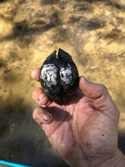 Glebula rotundata