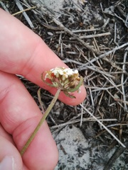 Manulea corymbosa