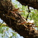 Barkeria palmeri - Photo (c) Marco Antonio Fuentes Torres, algunos derechos reservados (CC BY-NC)