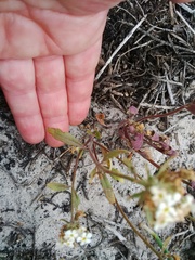 Manulea corymbosa