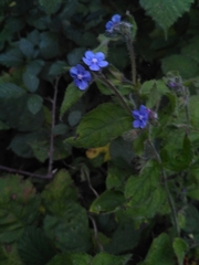 Pentaglottis sempervirens