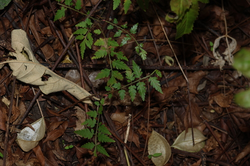 Koelreuteria elegans