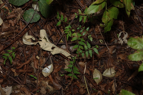 Koelreuteria elegans