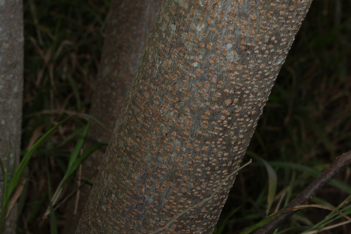 Koelreuteria elegans