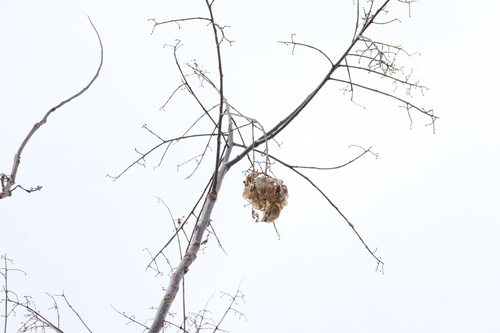 Koelreuteria elegans