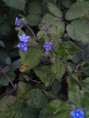 Pentaglottis sempervirens