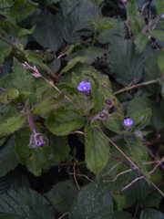 Pentaglottis sempervirens