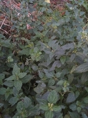 Urtica dioica