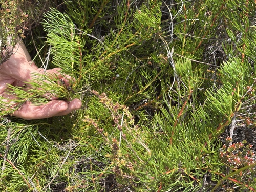 Mat Spiderhead (Serruria viridifolia)