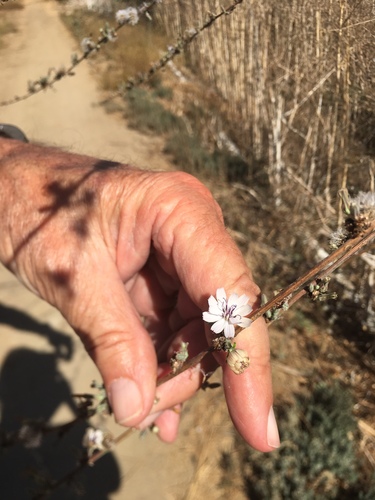 iNaturalist observation photo of San Diego Wirelettuce