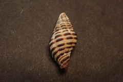 Turrilatirus iris
