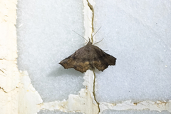 Throana pectinifer
