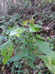 Dicliptera brachiata
