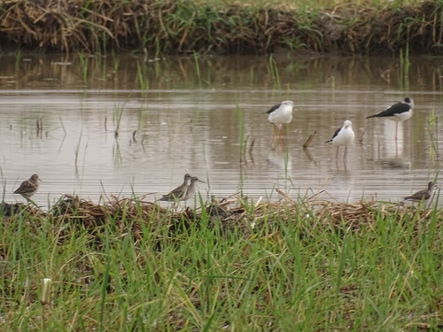 Wood Sandpiper