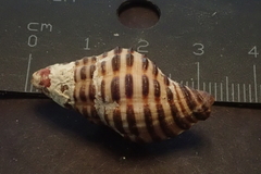 Turrilatirus iris