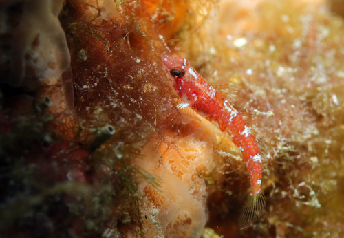 Grotgrondel (Speleogobius trigloides) — Gobiidae — 2