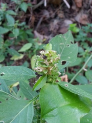 Dicliptera brachiata