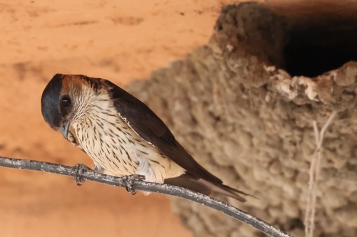 Eastern Red-rumped Swallow