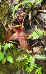 Nepenthes