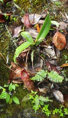 Nepenthes