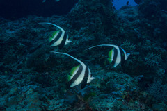 Heniochus acuminatus