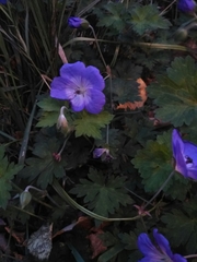 Geranium