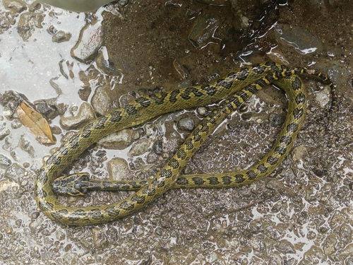 Kaulback's Lance-headed Pitviper