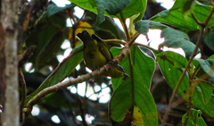 Thlypopsis superciliaris