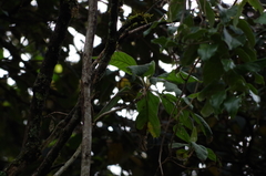 Thlypopsis superciliaris
