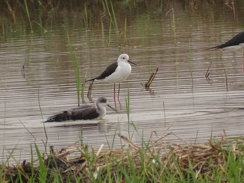 Black-winged Stilt