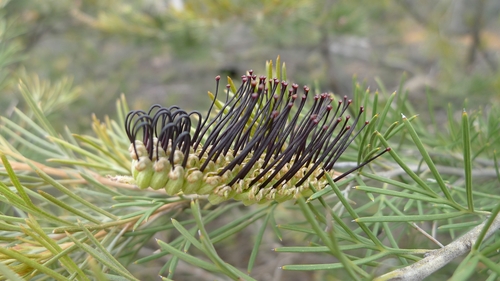 Grevillea hookeriana, photograph 5