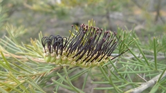 Grevillea hookeriana, photograph (c) John Tann, some rights reserved (CC BY)