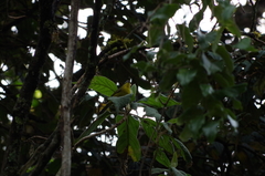 Thlypopsis superciliaris