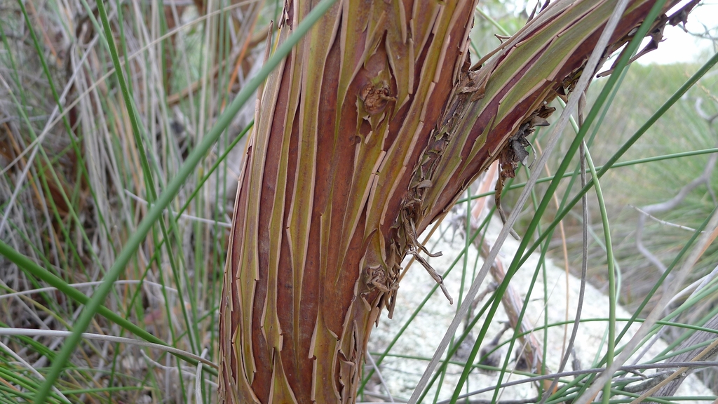 Eucalyptus caesia, Boyagin Nature Reserve, Western Australia, Australia