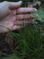 Poa annua