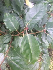 Prunus lusitanica