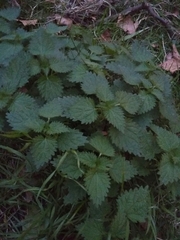 Urtica dioica