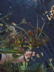 Cyperus