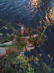 Cyperus