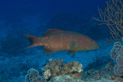 Plectropomus leopardus