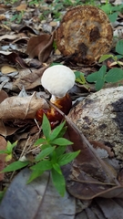 Basidiomycota